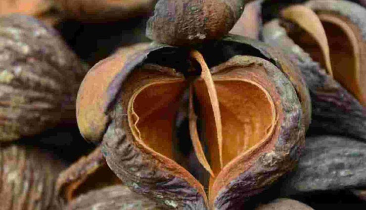 जीवन की समस्याओं को अंत करने के लिए करें नागकेसर के बीजों से यह उपाय