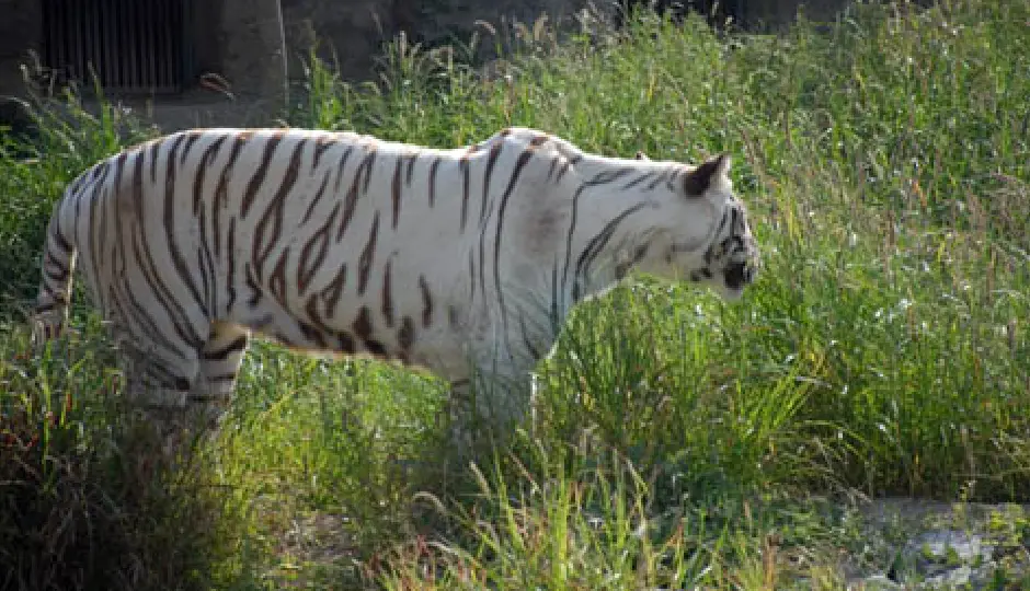 नाहरगढ़ बायोलॉजिकल पार्क में बढ़ा रोमांच: अब खुले जंगल में व्हाइट टाइगर भीम और गोल्डन स्कंधी का दीदार करेंगे सैलानी