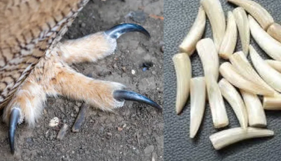 राजस्थान: झुंझुनूं रेलवे स्टेशन पर उल्लू के नाखून और जंगली सुअर के दांत बेचते शख्स गिरफ्तार, 20 लाख के अवैध वन्यजीव उत्पाद बरामद