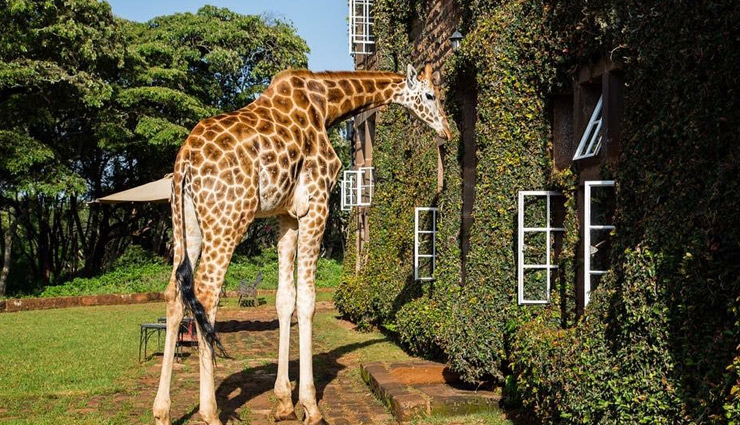 kicc helipad,talisman nairobi,bomas of kenya,giraffe manor and giraffe centre,nairobi national park,nairobi,attractions in nairobi,places to visit in nairobi