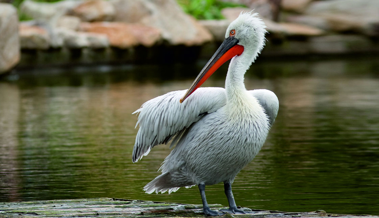 wetlands in india,harike lake punjab,chilika lake orissa,wular lake kashmir,loktak lake manipur,kolleru lake andhra pradesh,nalsarovar bird sanctuary gujarat,bhoj lake madhya pradesh,wetland biodiversity india,avian species in wetlands,asia largest freshwater lake,floating national park india,bird watching destinations india,nature photography spots,eco-tourism destinations india,wildlife sanctuaries india,birding hotspots india,serene boat rides,wetland conservation efforts,sustainable tourism india