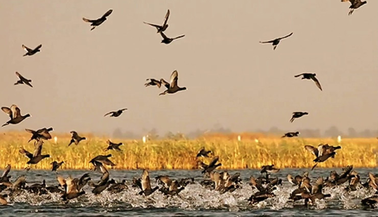 gujarat,gujarat tourism,bird lover,gujarat bird lover,gujarat bird sanctuary,travel,tourism,tourist,holidays