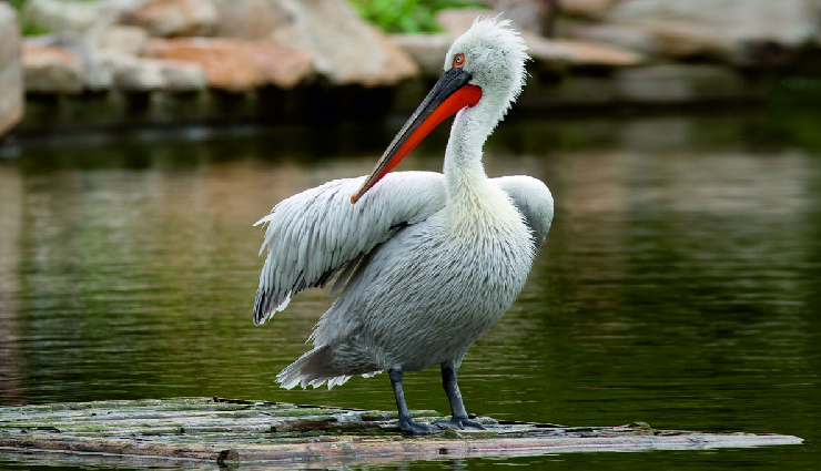 birdwatching spots in india,best places for birding in india,indian birding destinations,top birdwatching locations in india,prime birding spots across india,birdwatching sites in india,birding hotspots in india,indian birding trails,birding sanctuaries in india,must-visit birding places in india,indian birdwatching havens,birding paradises in india,indian birding sites for enthusiasts,prime birding destinations in india,indian birding hotspots and trails,birdwatching sanctuaries in india,lesser-known birding spots in india,birding locales across india,birding areas in diverse indian landscapes,india diverse birding habitats,popular birding spots in india wilderness,exclusive birding locations in india