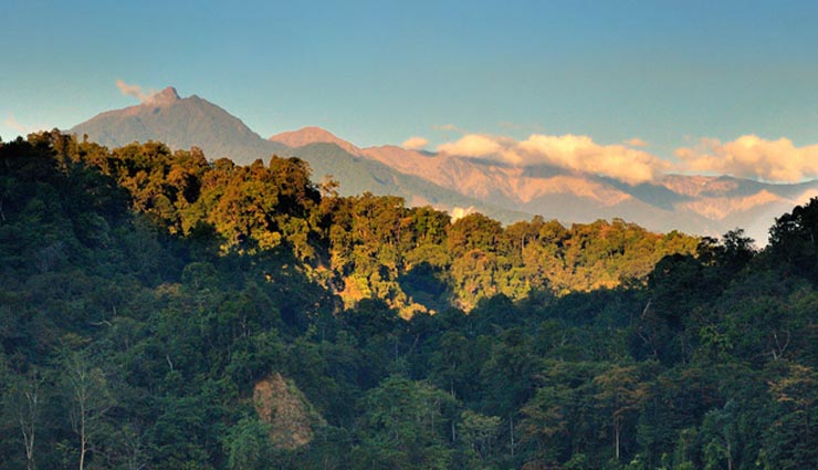 you must visit these 5 forests if you love nature