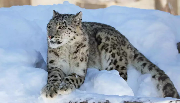 snow leopard in india,where to see snow leopards in india,best places to spot snow leopards,snow leopard sighting india,wildlife tourism in india,snow leopard habitat,hemis national park snow leopards,spiti valley snow leopard trek,best time to see snow leopards,endangered wildlife in india
