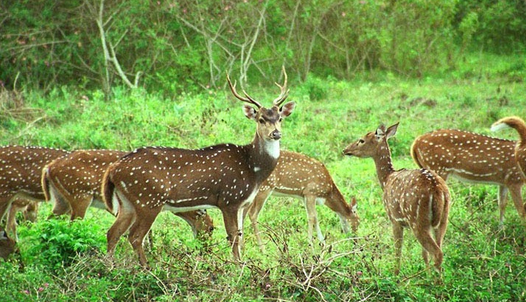 auli tourist attractions,adventure activities in auli,best places to visit in auli,auli trekking trails,auli sightseeing spots,auli travel guide,auli adventure tourism,auli cable car ride,auli photography spots,auli offbeat destinations