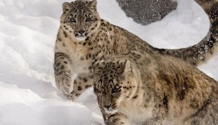 snow leopard in india,where to see snow leopards in india,best places to spot snow leopards,snow leopard sighting india,wildlife tourism in india,snow leopard habitat,hemis national park snow leopards,spiti valley snow leopard trek,best time to see snow leopards,endangered wildlife in india