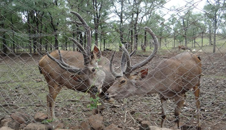 gir national park and wildlife sanctuary,velavadar national park,blackbuck national park,gujarat,marine national park,gulf of kutch,nalsarovar bird sanctuary,gujarat,jessore sloth bear sanctuary,purna wildlife sanctuary,gujarat,wildlife sanctuaries in gujarat,gujarat protected areas and wildlife parks,gujarat biodiverse national parks