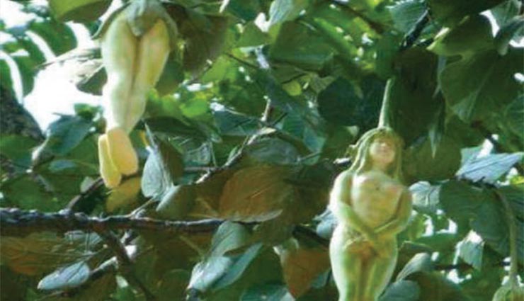 यहां पेड़ों पर उग रहे हैरान करने वाले फूल, आकार बिल्कुल औरत के समान