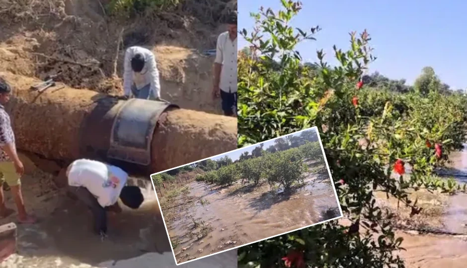 Rajasthan: जालोर में नर्मदा पाइपलाइन फटी, अनार और जीरे की बर्बादी से किसान परेशान; कहा- 10वीं बार हुआ हादसा