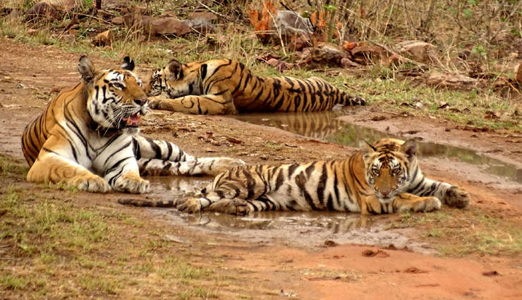 national parks,beautiful national parks in india,india tourism,tourist places in india,india tourism