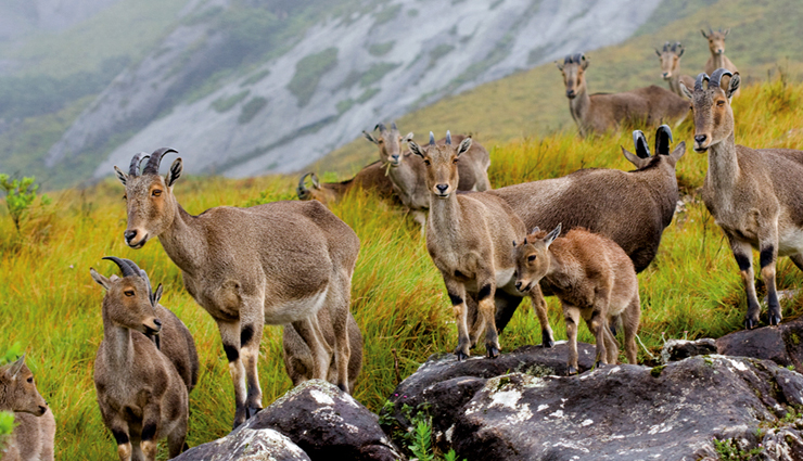 munnar hill station,travel munnar,munnar travel guide,places to visit in munnar,holidays,travel,travel guide