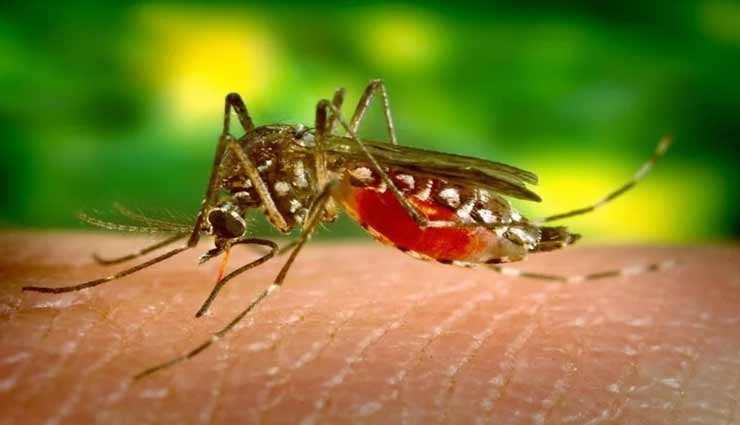 National Dengue Day 2020 : जानलेवा हो सकता हैं डेंगू, जानें लक्षण, बचाव और उपाय Health tips,health tips in hindi,dengue fever,national dengue day 2020