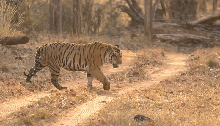 दुर्लभ जानवरों को देखने के साथ ही रोमांच का अहसास कराएंगे महाराष्ट्र के ये 7 राष्ट्रीय उद्यान
