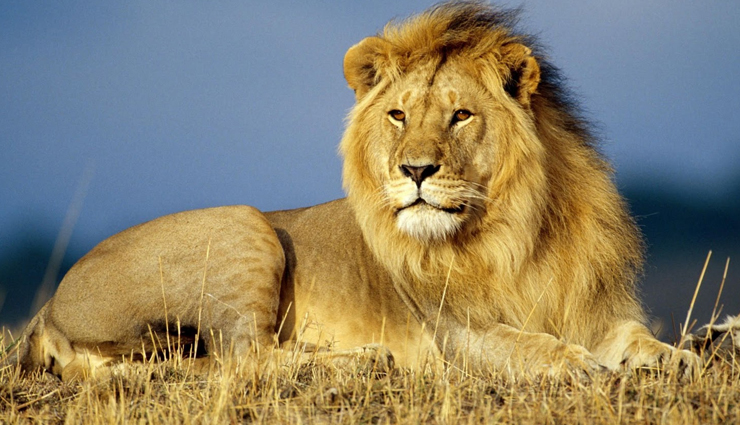 10 Least Explored and Well Preserved Wildlife Sanctuaries To Explore in India