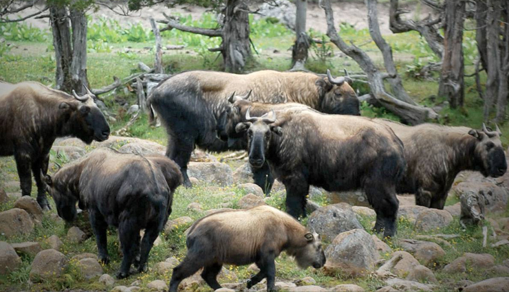 10 National Parks in Bhutan and Wildlife Sanctuaries to Feel Close to Nature