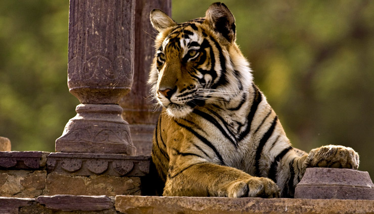 बारिश के दिनों में लेना है जंगल सफारी का मजा तो घूमने जाए इन जगहों पर