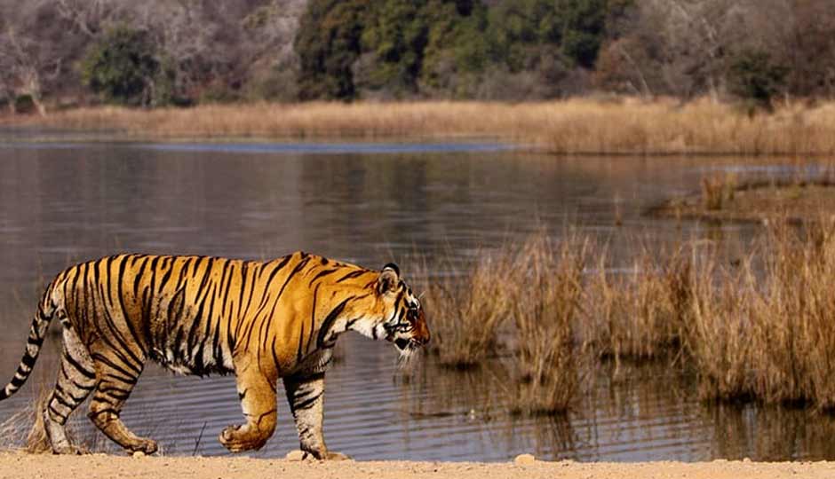 7 Wildlife National Parks To Visit in Rajasthan