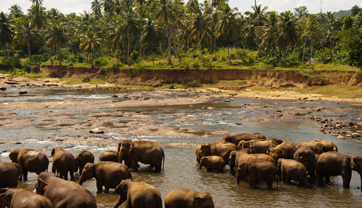 sri lanka,places to visit in sri lanka,climb to the top of sigiriya,have an ayurvedic experience,visit a tea plantation,ride the train through the hill country,catch a cricket match,visit both the buddhist temples and the hindu kovils,stay overnight in a national park,experience a poya ritual,eat a sri lankan breakfast,learn how to drape a saree or a sarong,have a meal with a sri lanka family,sri lanka tourism,tourist places,travel,holidays