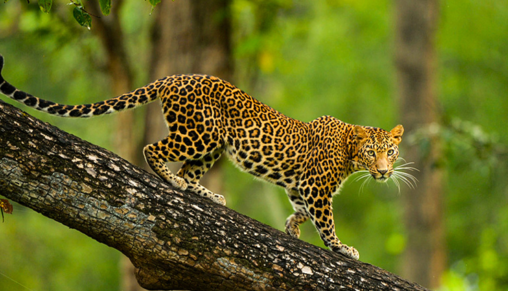 national parks to visit in india,india,nagarahole national park,karnataka,kaziranga national park,assam,hemis national park,ladakh,sunderbans national park,west bengal,corbett national park,uttarakhand