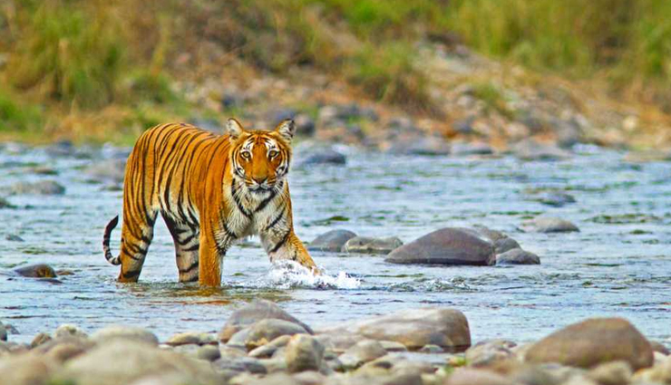 national parks in india,best national parks to visit in india,jim corbett national park india,gir forest national park india,ranthambore national park india,kaziranga national park india,kanha national park india,bandipur national park india,pench national park india,bandhavgarh national park india,periyar national park india,keoladeo national park india,indian wildlife tourism,india safari tours,india bird watching tours,india jungle safari,india tiger safari,india elephant safari,best time to visit indian national parks,india wildlife conservation efforts
