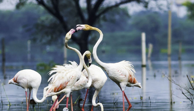 national parks in india,best national parks to visit in india,jim corbett national park india,gir forest national park india,ranthambore national park india,kaziranga national park india,kanha national park india,bandipur national park india,pench national park india,bandhavgarh national park india,periyar national park india,keoladeo national park india,indian wildlife tourism,india safari tours,india bird watching tours,india jungle safari,india tiger safari,india elephant safari,best time to visit indian national parks,india wildlife conservation efforts