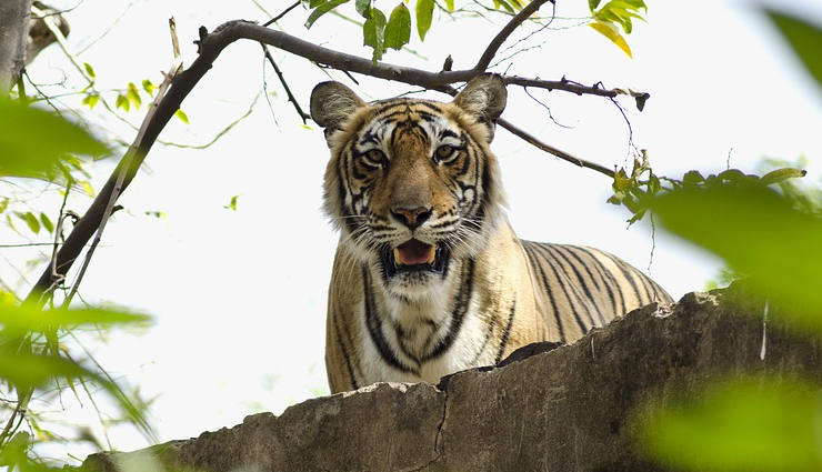 6 National Parks You Can Visit in Rajasthan