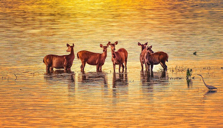 national parks to visit in india,india,nagarahole national park,karnataka,kaziranga national park,assam,hemis national park,ladakh,sunderbans national park,west bengal,corbett national park,uttarakhand