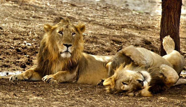 national parks in india,best national parks to visit in india,jim corbett national park india,gir forest national park india,ranthambore national park india,kaziranga national park india,kanha national park india,bandipur national park india,pench national park india,bandhavgarh national park india,periyar national park india,keoladeo national park india,indian wildlife tourism,india safari tours,india bird watching tours,india jungle safari,india tiger safari,india elephant safari,best time to visit indian national parks,india wildlife conservation efforts