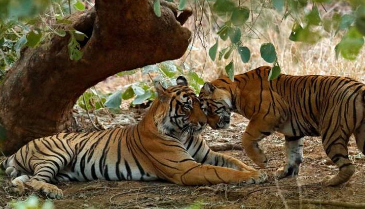 national parks in india,best national parks to visit in india,jim corbett national park india,gir forest national park india,ranthambore national park india,kaziranga national park india,kanha national park india,bandipur national park india,pench national park india,bandhavgarh national park india,periyar national park india,keoladeo national park india,indian wildlife tourism,india safari tours,india bird watching tours,india jungle safari,india tiger safari,india elephant safari,best time to visit indian national parks,india wildlife conservation efforts