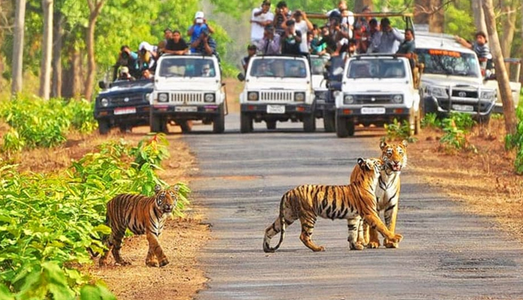 national parks in india,best national parks to visit in india,jim corbett national park india,gir forest national park india,ranthambore national park india,kaziranga national park india,kanha national park india,bandipur national park india,pench national park india,bandhavgarh national park india,periyar national park india,keoladeo national park india,indian wildlife tourism,india safari tours,india bird watching tours,india jungle safari,india tiger safari,india elephant safari,best time to visit indian national parks,india wildlife conservation efforts