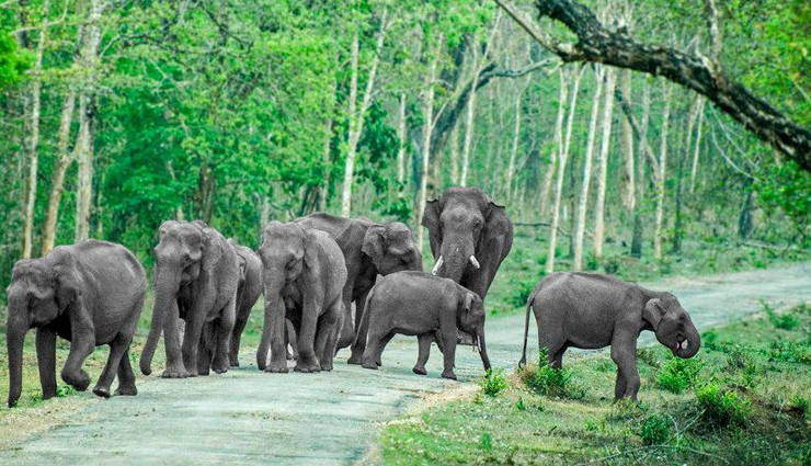 national parks in india,best national parks to visit in india,jim corbett national park india,gir forest national park india,ranthambore national park india,kaziranga national park india,kanha national park india,bandipur national park india,pench national park india,bandhavgarh national park india,periyar national park india,keoladeo national park india,indian wildlife tourism,india safari tours,india bird watching tours,india jungle safari,india tiger safari,india elephant safari,best time to visit indian national parks,india wildlife conservation efforts