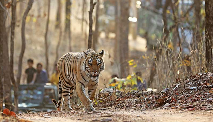 national parks in india,best national parks to visit in india,jim corbett national park india,gir forest national park india,ranthambore national park india,kaziranga national park india,kanha national park india,bandipur national park india,pench national park india,bandhavgarh national park india,periyar national park india,keoladeo national park india,indian wildlife tourism,india safari tours,india bird watching tours,india jungle safari,india tiger safari,india elephant safari,best time to visit indian national parks,india wildlife conservation efforts