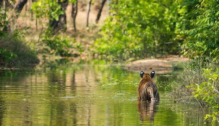 national parks in india,best national parks to visit in india,jim corbett national park india,gir forest national park india,ranthambore national park india,kaziranga national park india,kanha national park india,bandipur national park india,pench national park india,bandhavgarh national park india,periyar national park india,keoladeo national park india,indian wildlife tourism,india safari tours,india bird watching tours,india jungle safari,india tiger safari,india elephant safari,best time to visit indian national parks,india wildlife conservation efforts