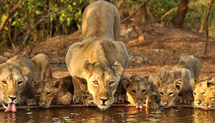 5 National Parks For Great Adventure Experience in India