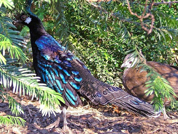 national parks,national parks in meghalaya,meghalaya,nokrek national park,balpakram national park,siju bird sanctuary,nongkhyllem sanctuary,baghmara reserve forest