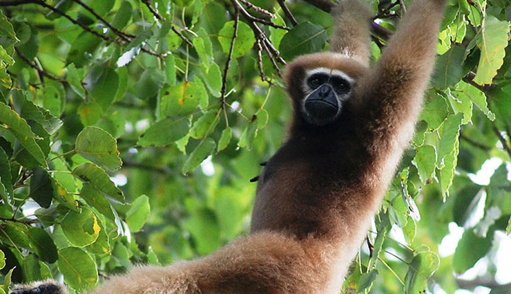 5 National Parks to Visit in Meghalaya