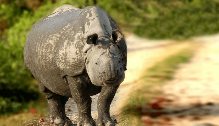 national parks,national parks of north india,north india,jim corbett national park,uttarakhand,hemis national park,jammu and kashmir,ranthambore national park,rajasthan,great himalayan national park,himachal pradesh,dudhwa national park,uttar pradesh