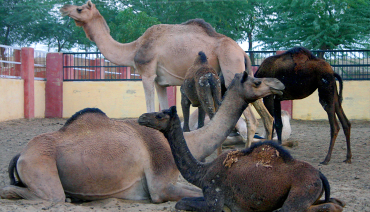 bikaner,tourist spots in bikaner,bikaner tourist places,bikaner tourism,holidays,tourist places in rajasthan,rajasthan tourism,travel,travel guide