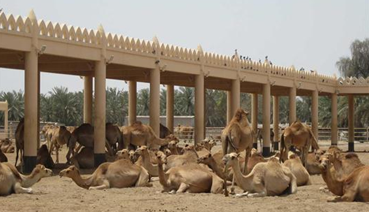 royal places in bikaner,bikaner tourist attractions,best royal places in bikaner,historical sites in bikaner,must-visit places in bikaner,famous palaces in bikaner,junagarh fort bikaner,lalgarh palace bikaner,gajner palace bikaner,karni mata temple,bhandasar jain temple,heritage sites in bikaner,cultural landmarks in bikaner,bikaner travel guide,things to do in bikaner,hidden gems in bikaner,bikaner sightseeing places,architectural marvels in bikaner,rajasthan royal destinations,top historical places in bikaner