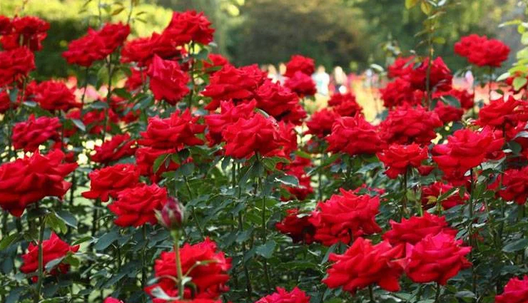 best picnic spots in delhi,delhi picnic places,top picnic spots near delhi,family picnic spots delhi,picnic gardens in delhi,delhi riverside picnic,picnic spots with kids in delhi,lakeside picnic spots delhi,quiet picnic places in delhi,budget picnic spots delhi,day outing picnic spots delhi,picnic spots for couples in delhi,historical picnic places delhi,picnic spots with activities in delhi,delhi nature picnic spots