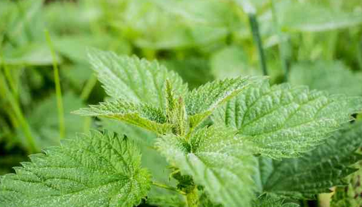 किडनी से जुड़ी समस्याएं पैदा कर सकता हैं बढ़ा हुआ क्रिएटिनिन, इन उपायों से करें इसे कम home remedies to reduce creatinine,healthy living,Health tips