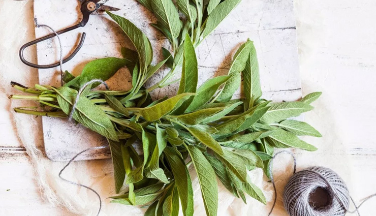 aloe vera,sage,thyme,peppermint,chamomile,natural home remedy,herbs as home remedies,home remedies,Health tips,fitness tips,summer tips