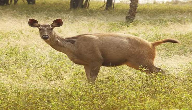 Fun Facts About Nature Park Gopalpur