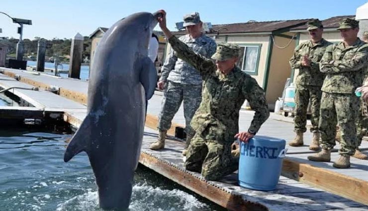 weird news,dolphins and sea lions,security of nuclear weapons