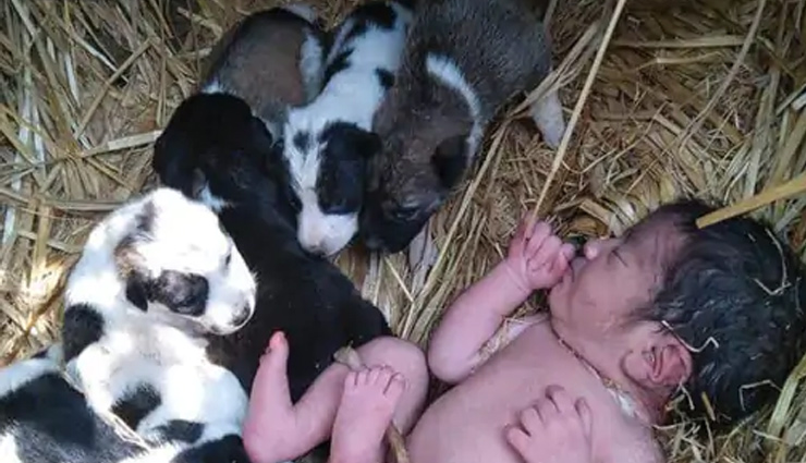 छत्तीसगढ़ : ‘जाको राखे साईंया मार सके ना कोय’, कुत्तों ने रखा नवजात बच्ची का ख्याल, ठुठरती रात में दी गर्माहट