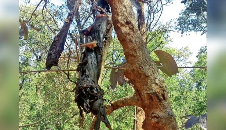 Chhattisgarh News: अपने ही बम से मारा गया नक्सली, ब्लास्ट हुआ तो पेड़ पर लटके मिले चीथड़े