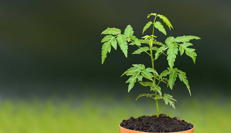 neem,ayurvedic use,Health tips,healthy living,uses of neem,neem benefits ,नीम के फायदे, नीम एक औषधि, नीम, हेल्थ टिप्स 