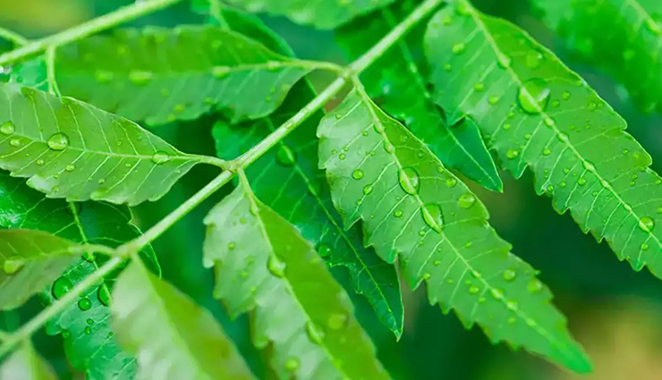 dandruff,Dandruff problem,dandruff home remedies,dandruff treatment,hair care tips,hair care,home hair care,beauty,beauty care tips,beauty tips