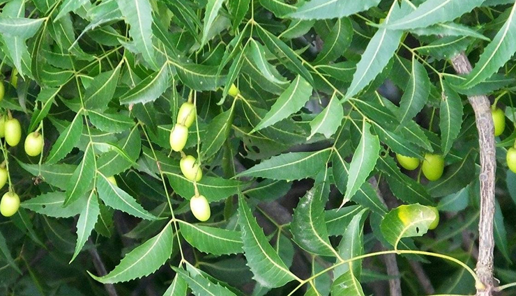 neem oil,amazing uses of neem oil,household tips
